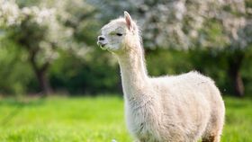 VIDEO Alpacalele, magnet pentru turiști! Sunt vedetele parcului de distracții de pe Valea Avrigului